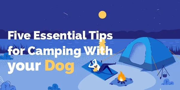 Five essential tips for camping with your dog