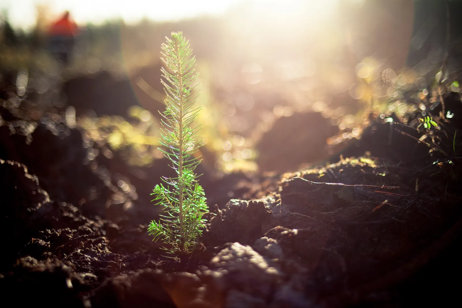 The Expert Camper is Proud to Announce a New Tree Planting Initiative in Partnership with Just One Earth