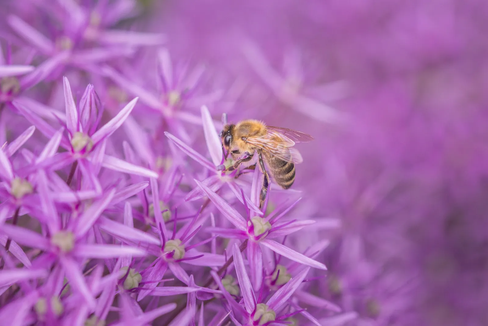 15 Proven Tips to Keep Bees Away from Your Tent While Camping
