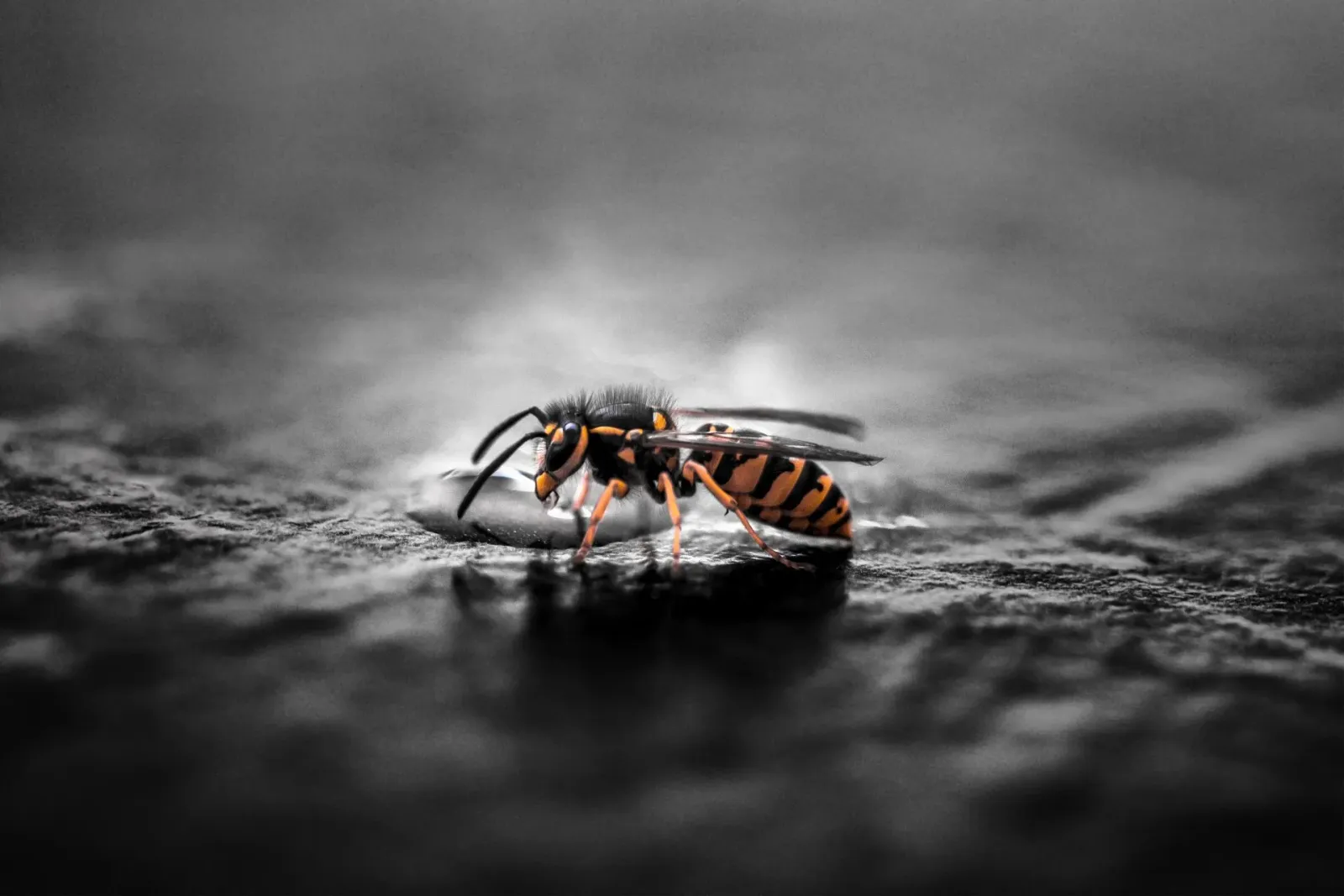 Navigating Wasp Challenges: Pro Tips for Campers