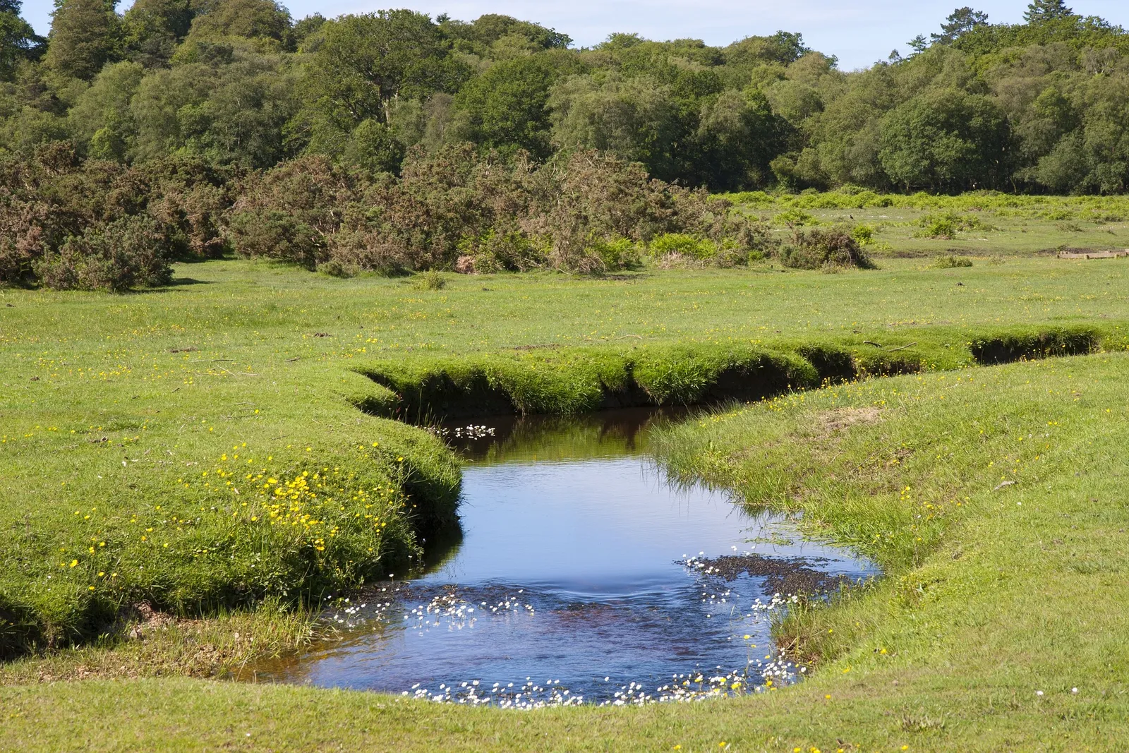 Pints and Pubs: A Journey Through the New Forest's Finest