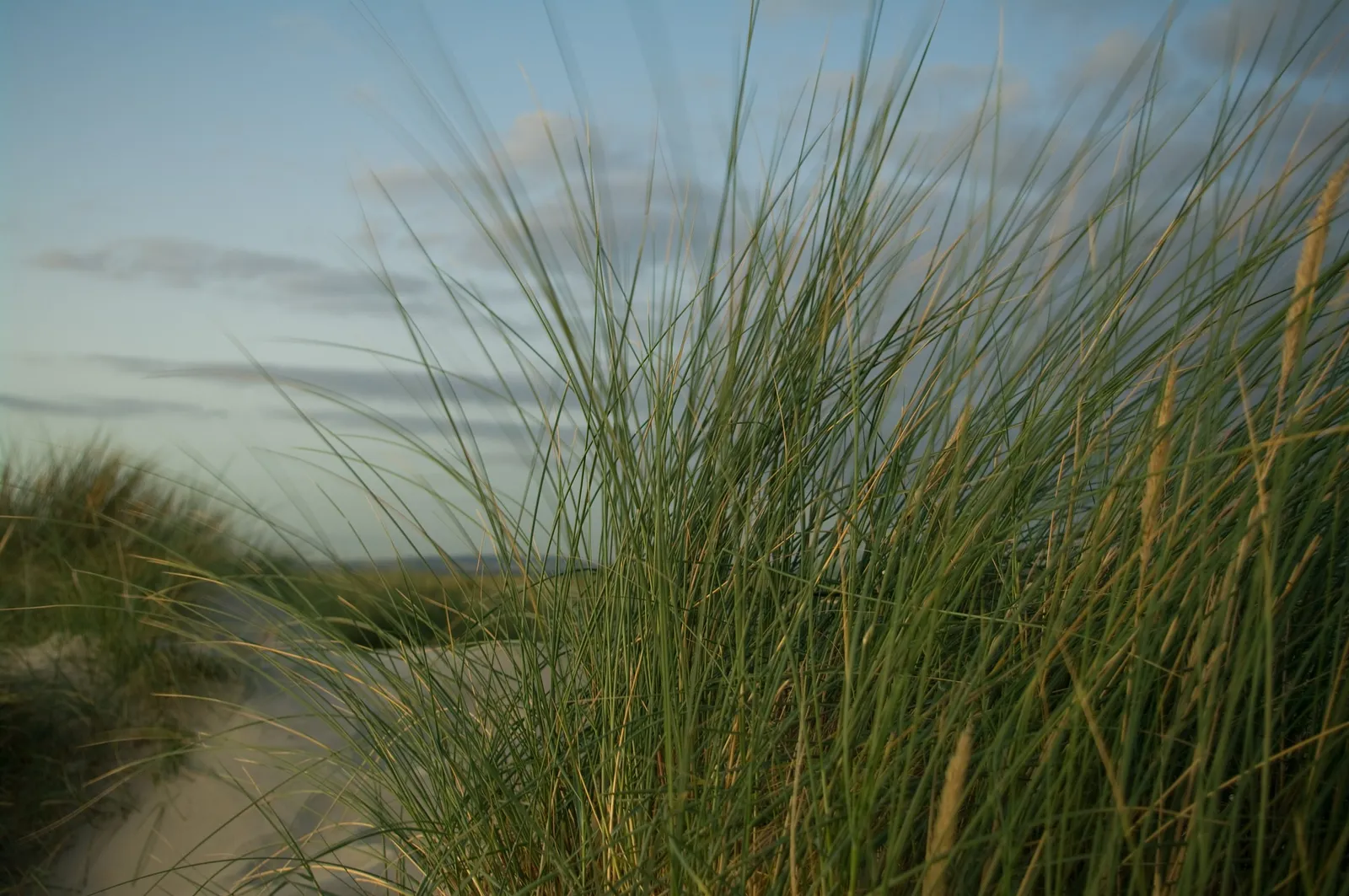 Exploring West Sussex's Coastal Delights: Top Beaches for Every Occasion