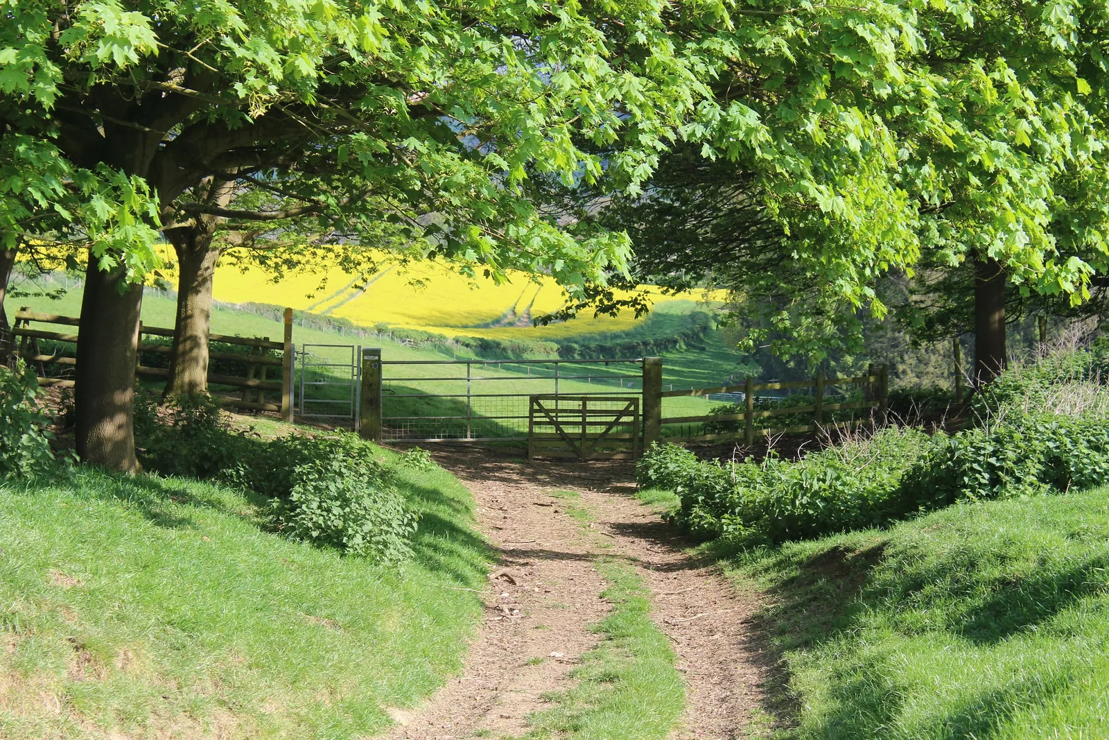 Walking the Cotswolds: A Guide to Scenic Circular Routes