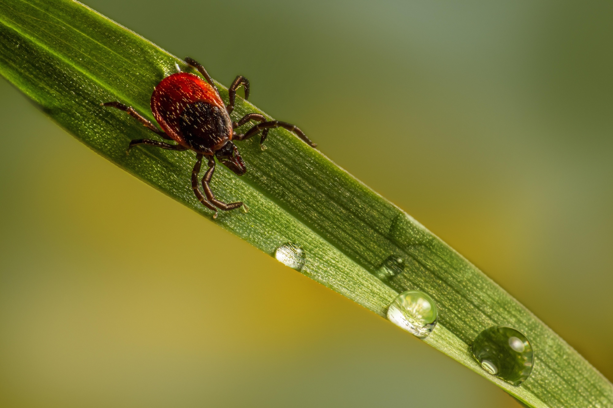 Ticks in the UK: What They Look Like, How to Remove One, and Lyme Disease