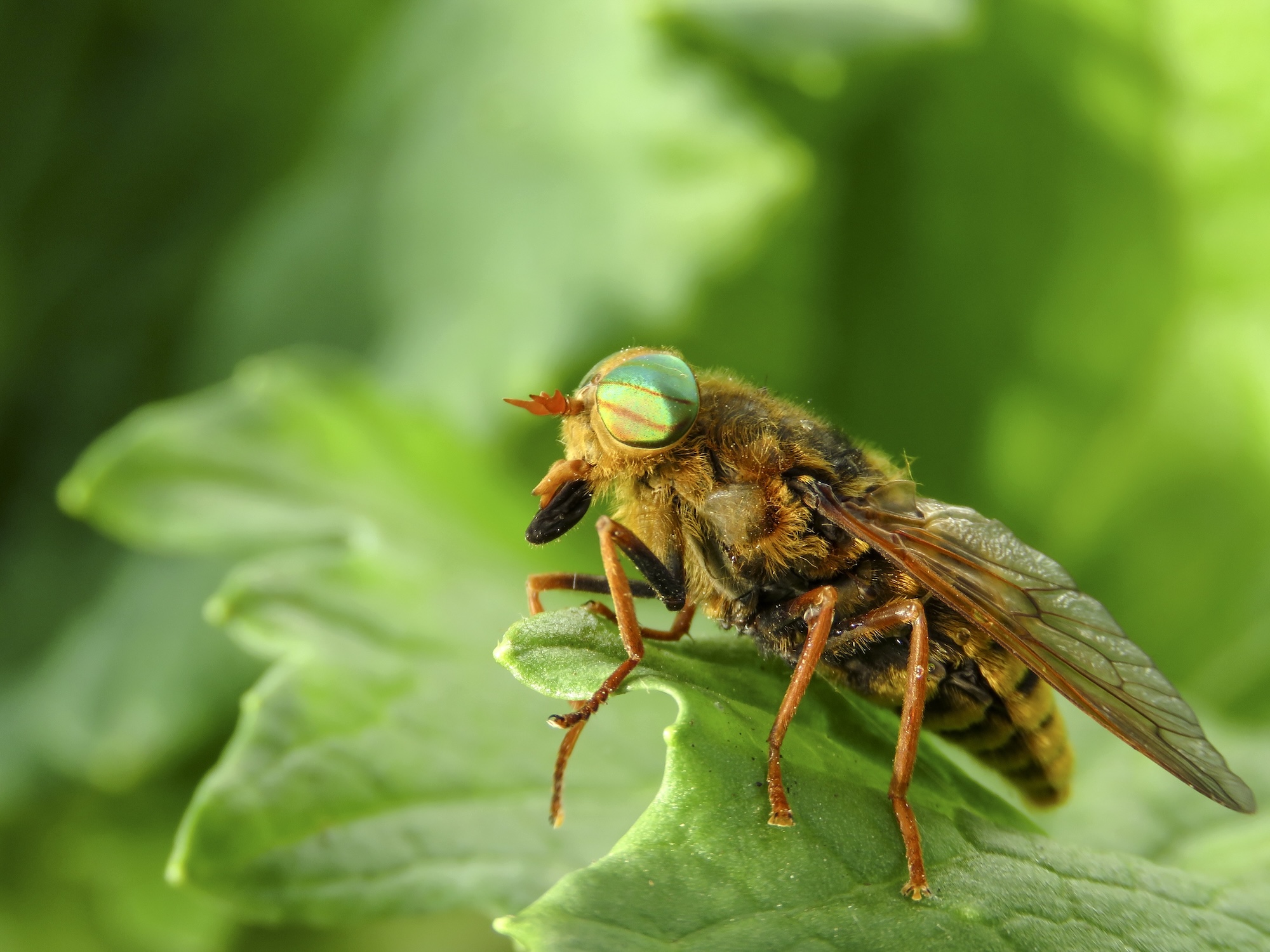 Horsefly Bites: Why They Hurt So Much and What to Do About Them