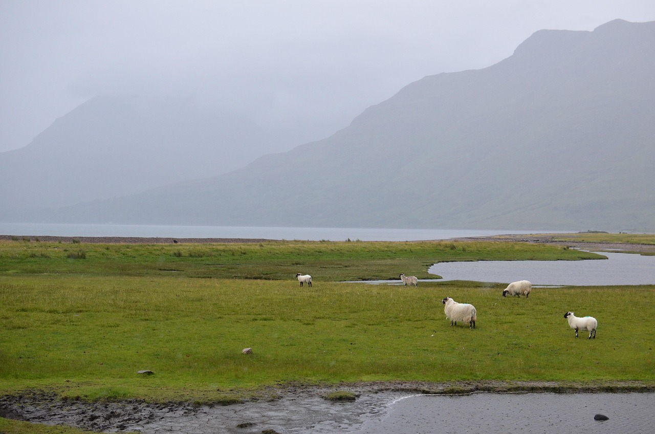Midges in Scotland: When They Bite, Where They Are Worst, and How to Survive Them