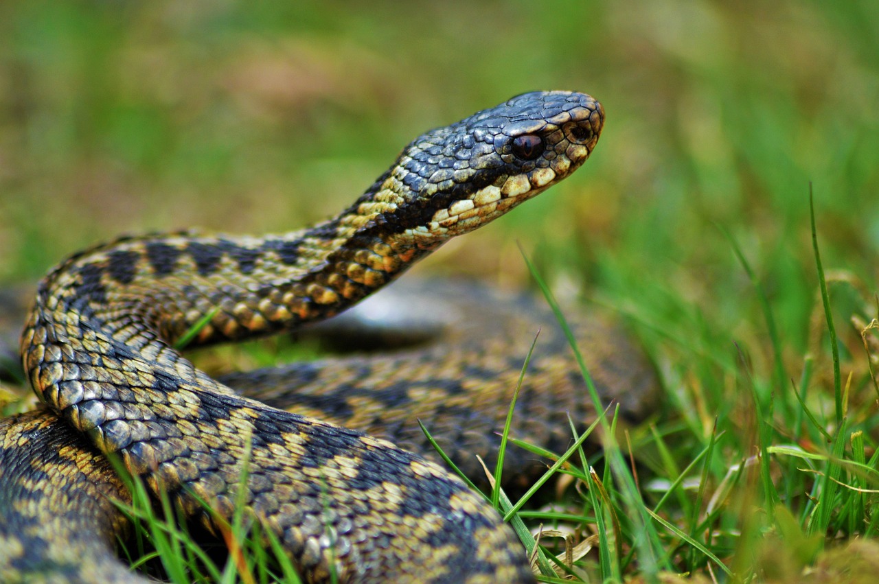 Adders and British Snakes: A Camper's Guide to Spotting Them and Staying Safe